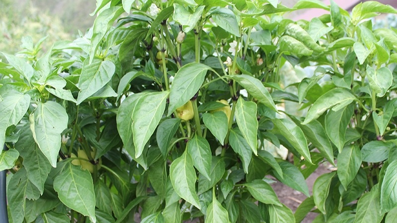 Результат правильно рассчитанных сроков посадки - крепкие растения с хорошей завязью плодов