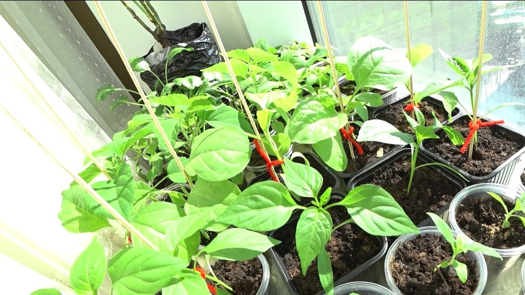 Рассада перца трех сроков посева.