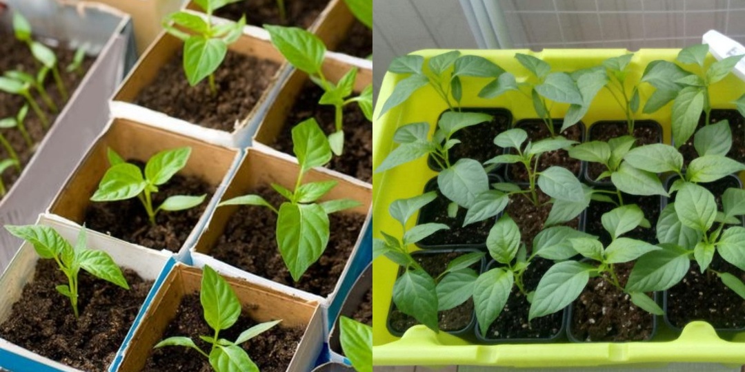 Определяю точные сроки посева перца на рассаду по 5 природным признакам. 7 из 10 ростков всходят через 5-7 дней