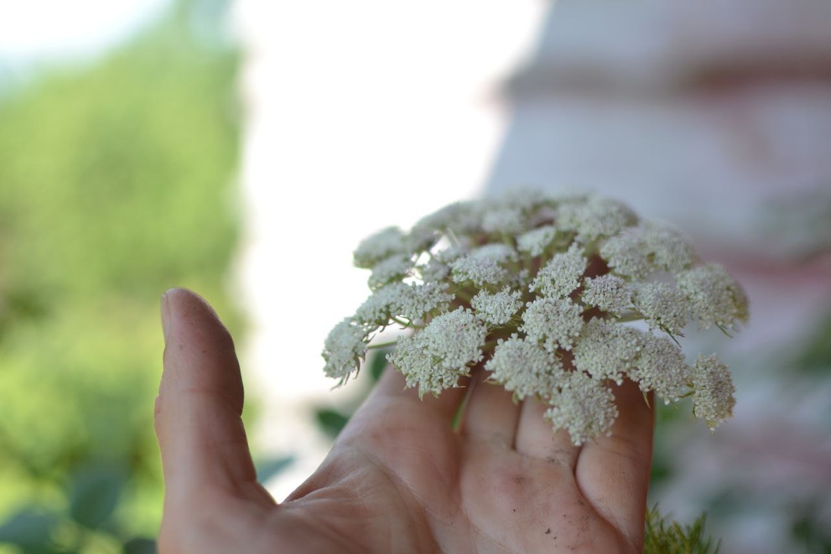 Жабрица однолетняя, галерея