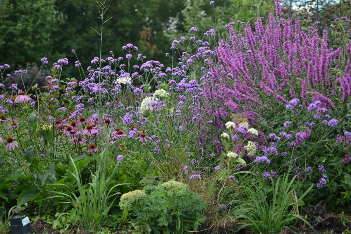 Цветник с жабрицей, галерея, две фотографии
