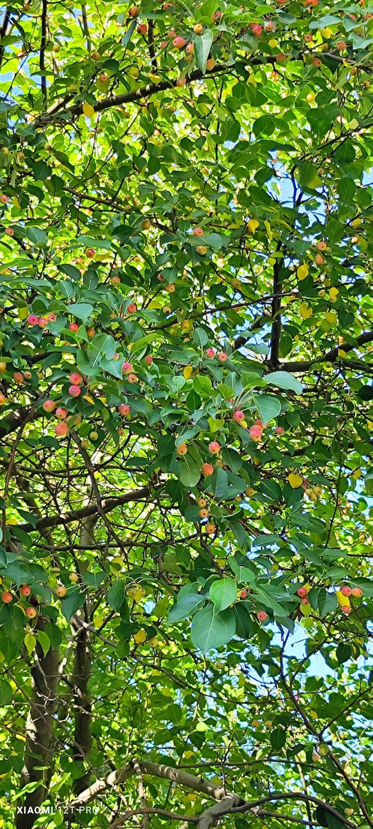 Яблоня.