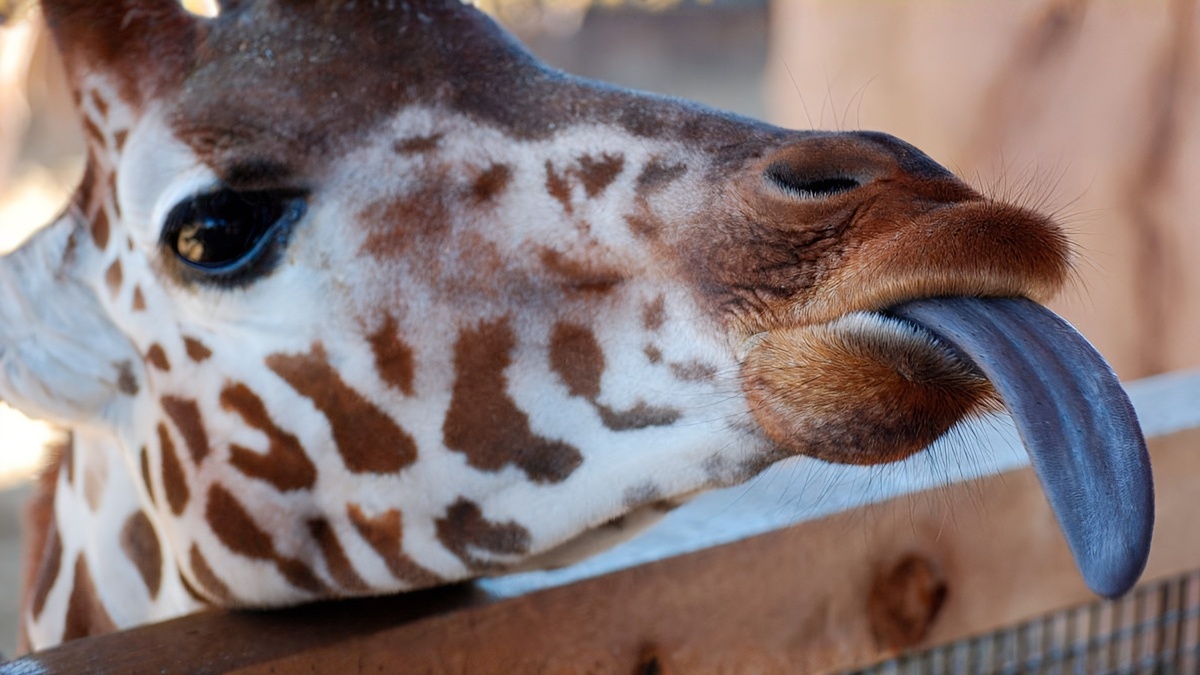 *изображение найдено на просторах интернета