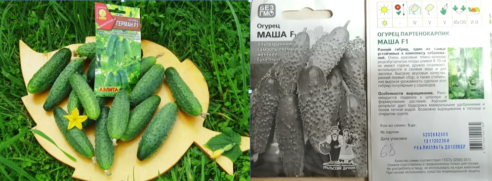 Огурцы Герман F1 и Маша F1