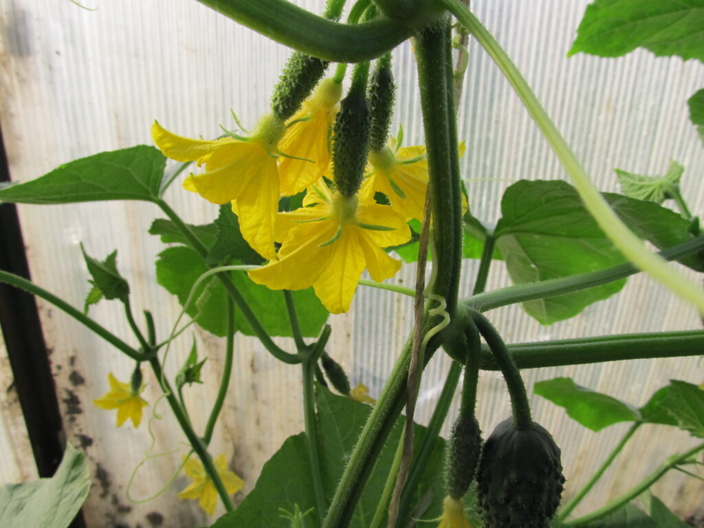 Цветущие огурцы сорт Маша F1.