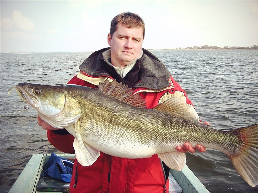 Здоровый судак. фото Рыбалка в Поволжье. Дзен канал
