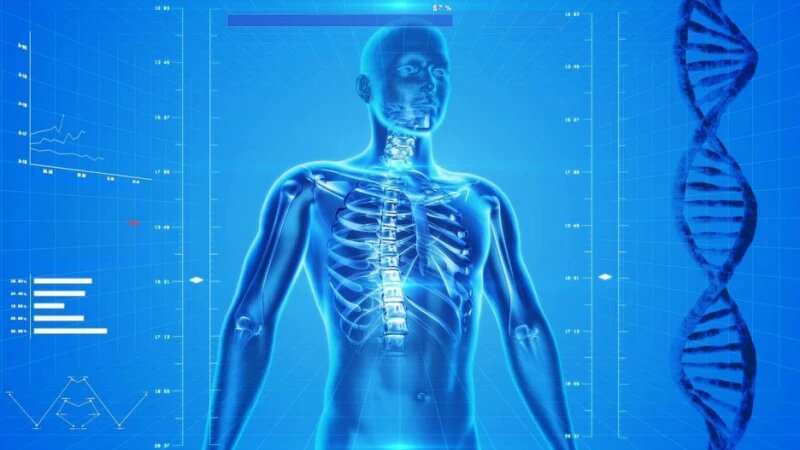     Кости. Организм СС0