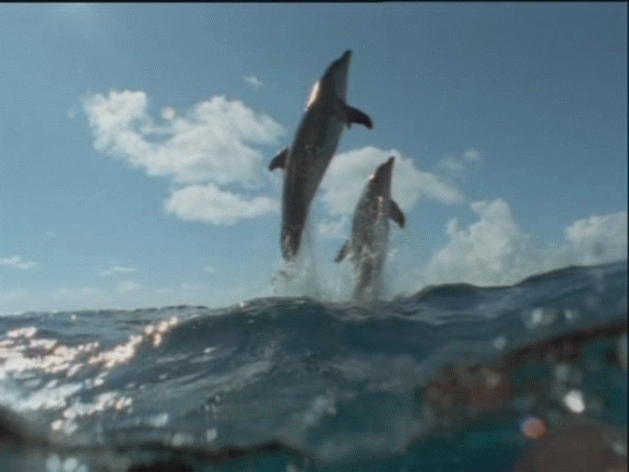 Дельфины (анимированная картинка из открытого источника Яндекс)."...Под ним дельфины, гладь срезая, с морскою пеною играя, неслись стрелой к тем берегам,..." 