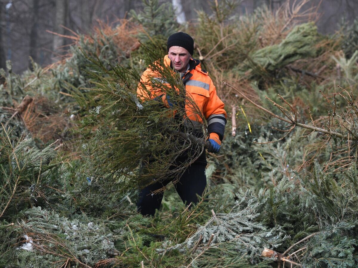    Переработка и утилизация новогодних елей© РИА Новости / Кирилл Каллиников