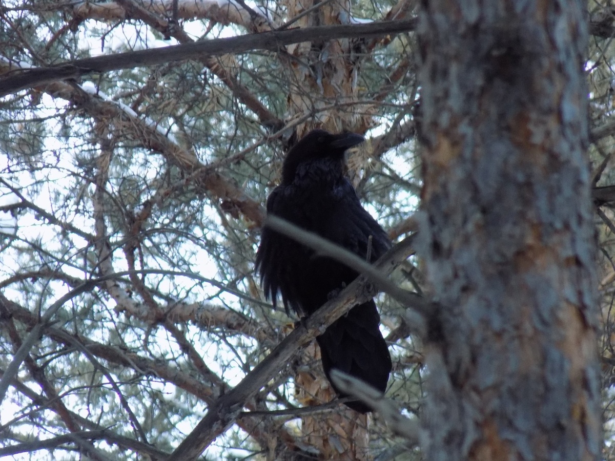     ​«Разговорчивого» ворона заметили лесные пожарные на юге Красноярского края
