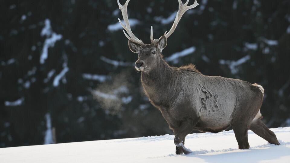    Global Look Press/Christian Handl/imageBROKER.com