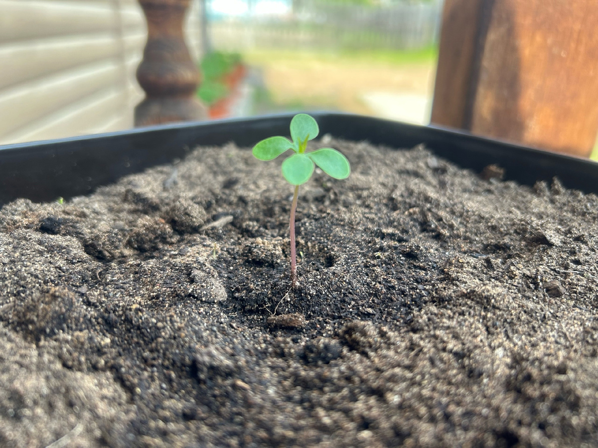 Сеянец катальпы в Сибири