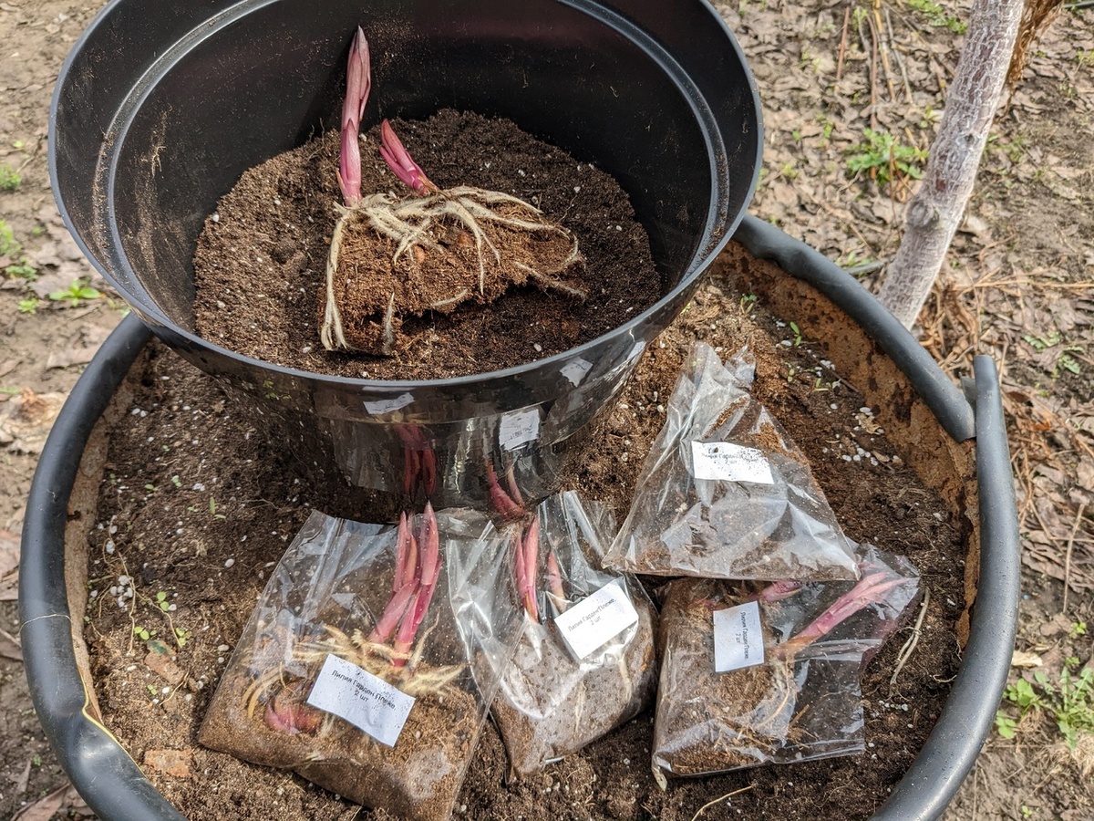 Посадка лилий в конце апреля - ростки не несут никакой катастрофы