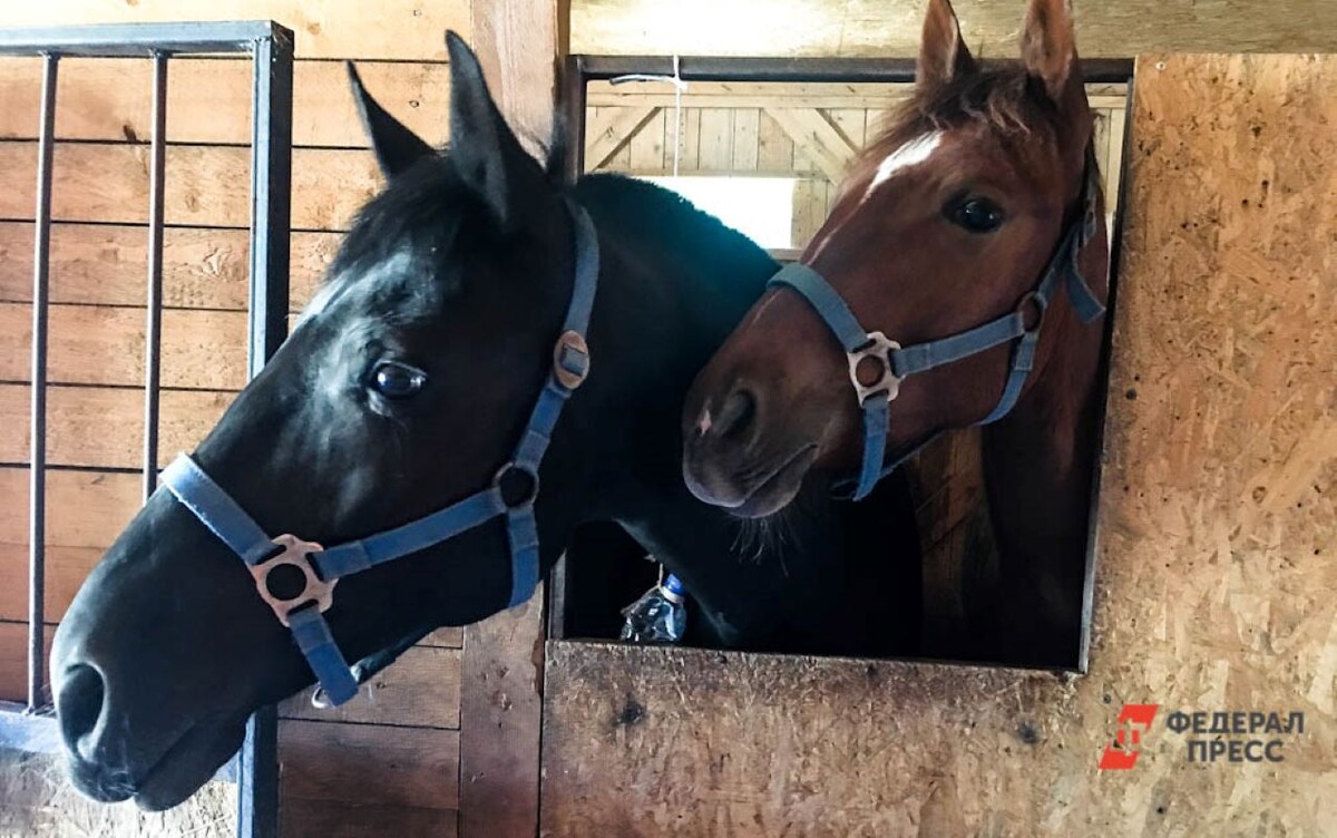 Частная конюшня рассчитана на содержание четырех лошадей.  Фото: ФедералПресс / Екатерина Лазарева