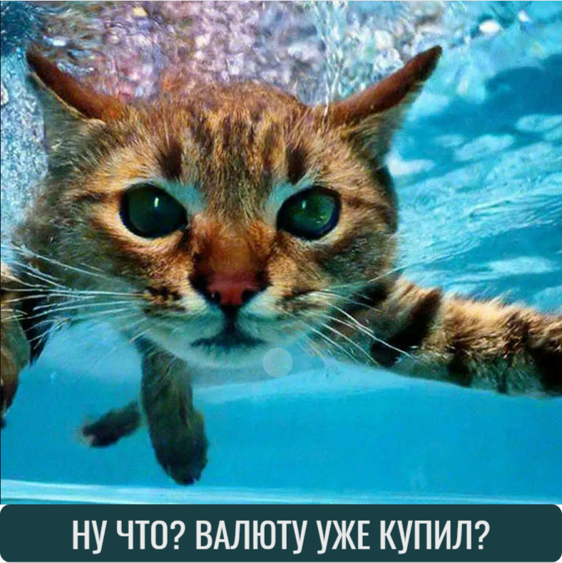 Поплыли за валютой