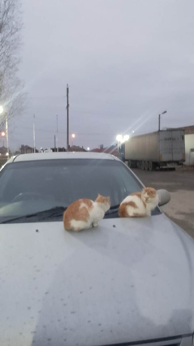 Фото автора