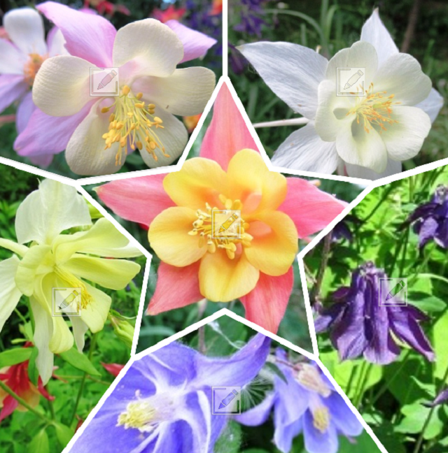 цветы аквилегия - коллаж из фото автора