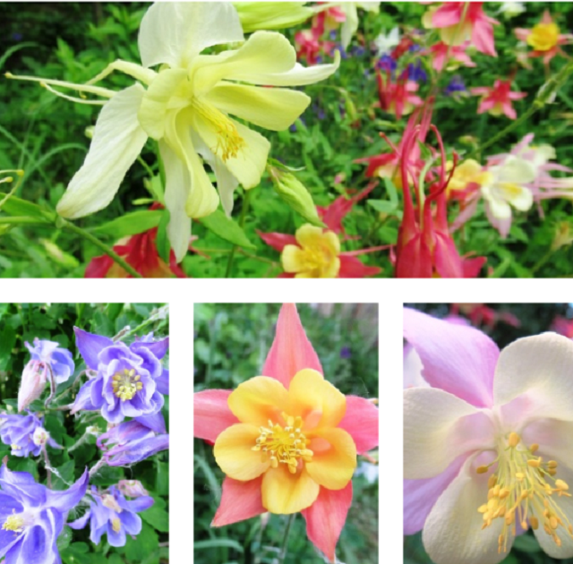 коллаж из фото автора