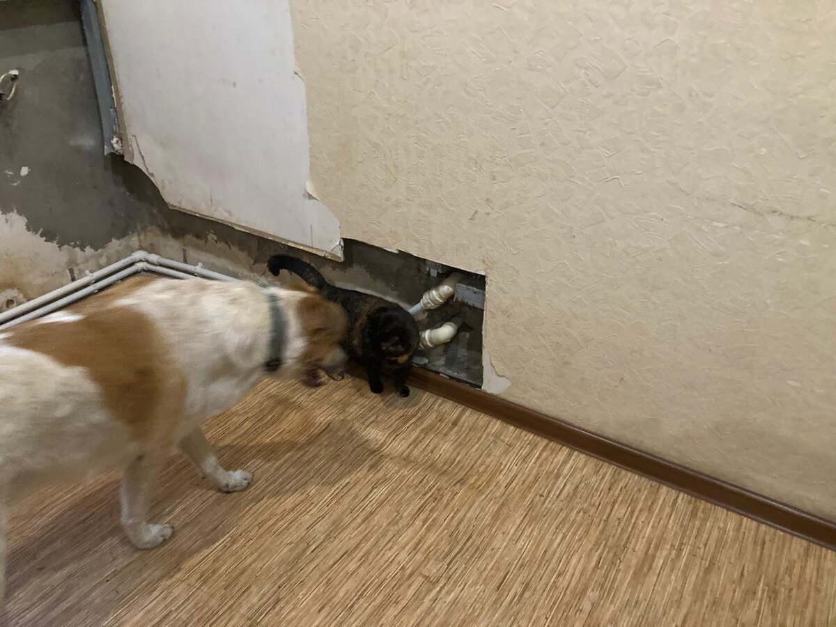 Диван отодвинут. У домочадцев любопытство просто через край. Это я не успела сфотать, как Муся залезла туда, в дыру, вся, только хвост наружу торчал. Ну, и попа с задними ногами. 