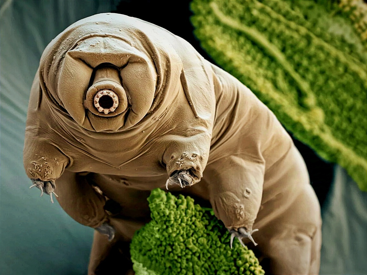 В теории, на поверхности планеты спокойно могут обитать такие организмы, как тихоходки.