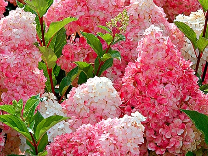 Гортензия. Уход .