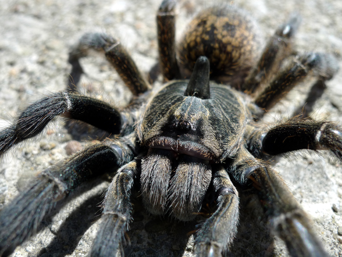 Ceratogyrus marshalli рогатый паук птицеед