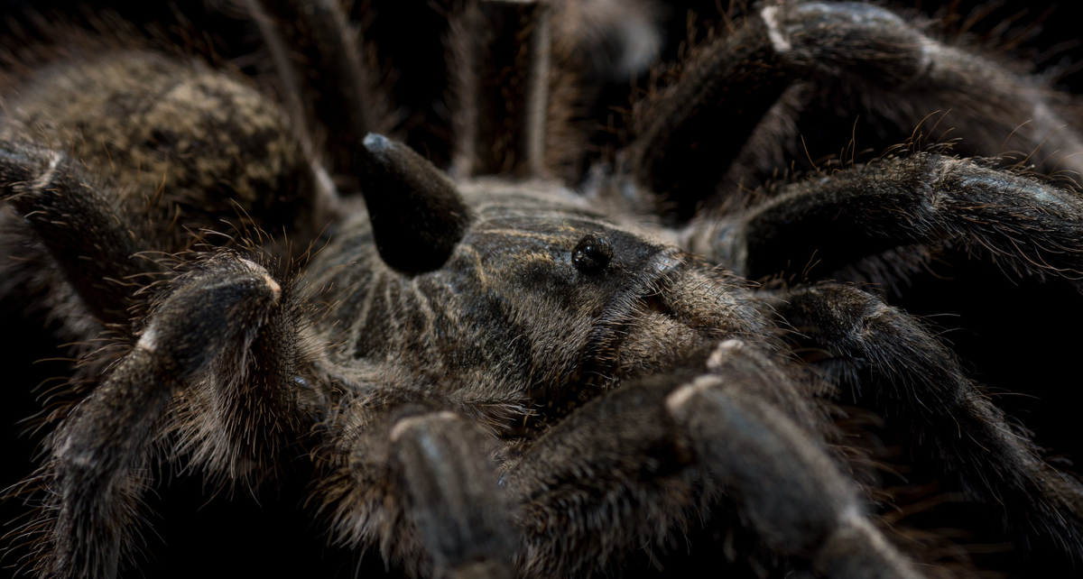 Ceratogyrus marshalli рогатый паук птицеед