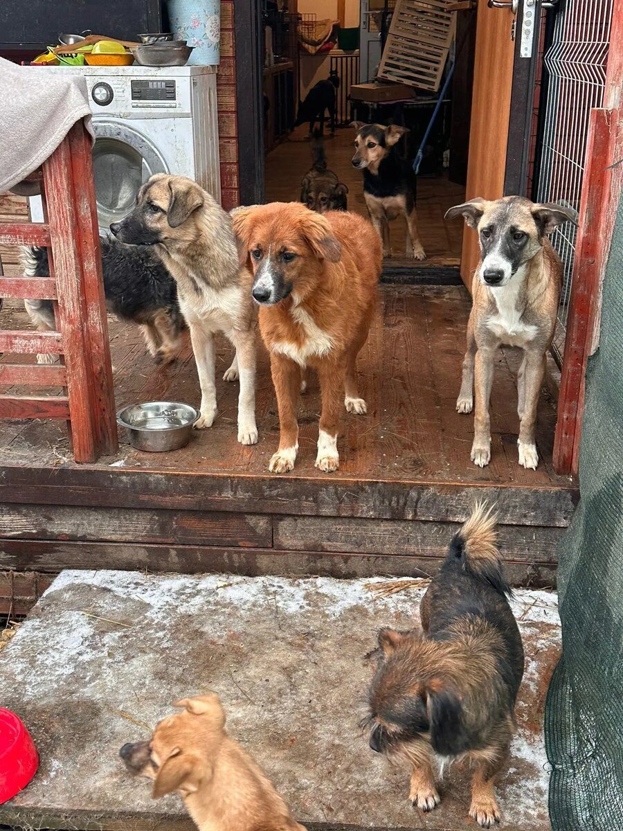 На крыльце слева направо. Кент, Клара и Буча