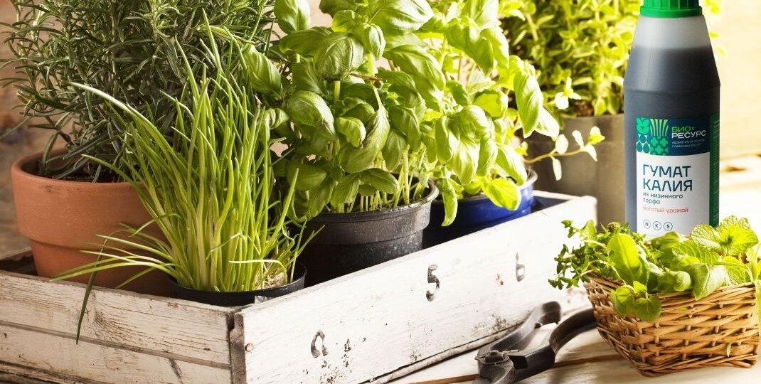 Лето на окне