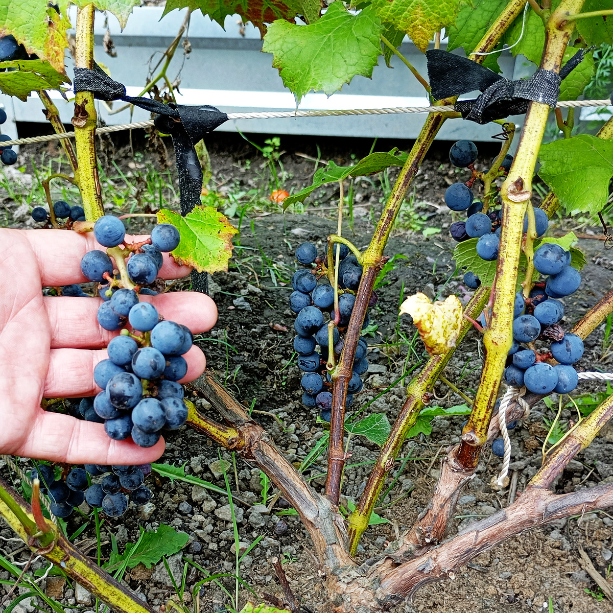 Первое плодоношение выращенного из соседских черенков винограда Хасанский Сладкий