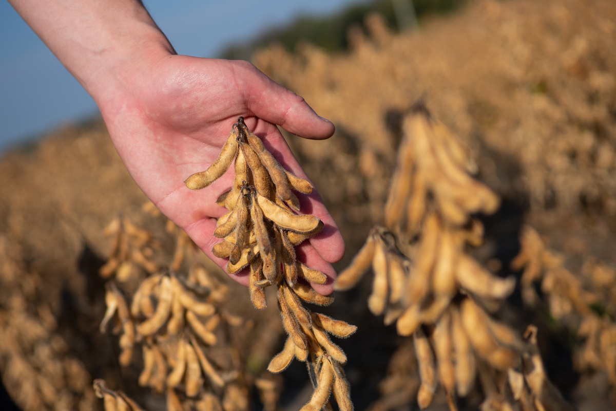 В России ГМО-соя запрещена к производству