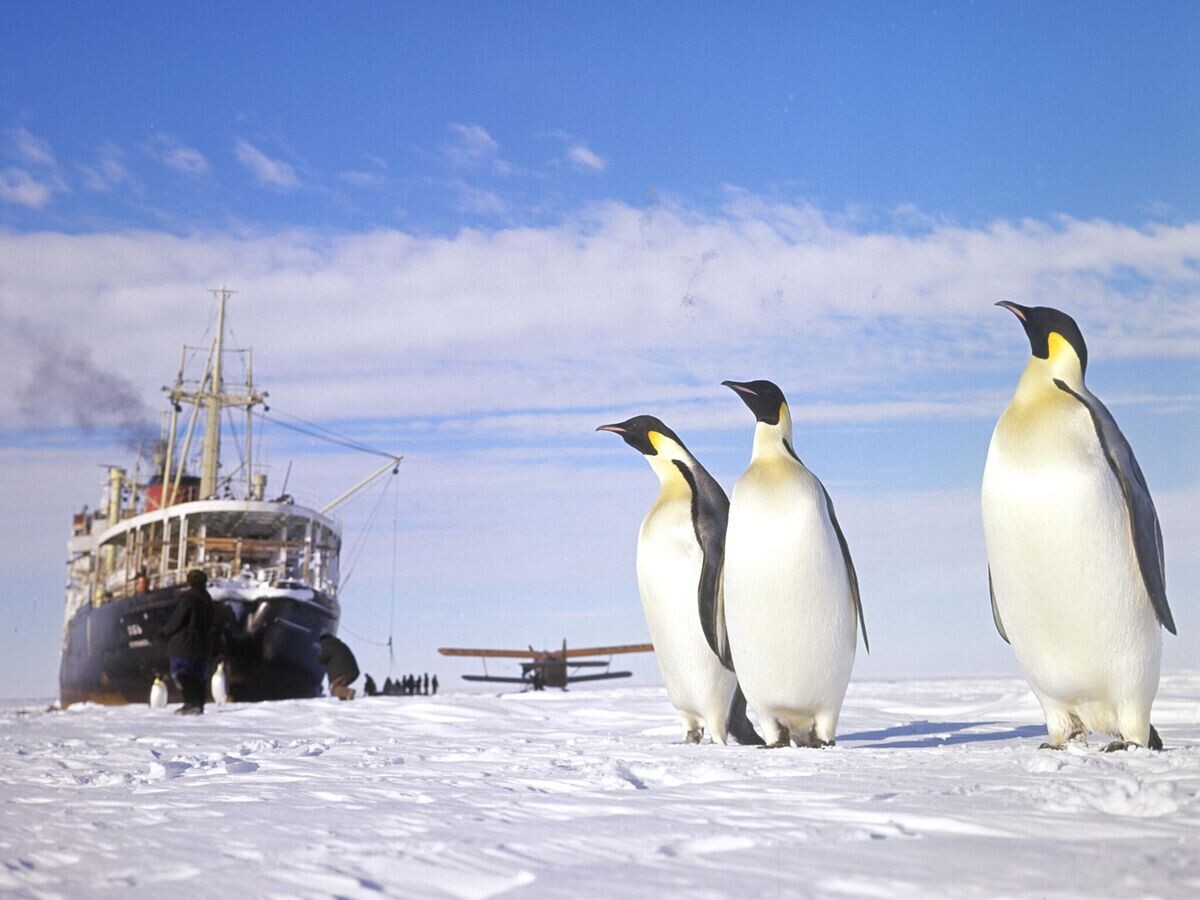    Пингвины. Антарктида.© РИА Новости / Г. Копосов