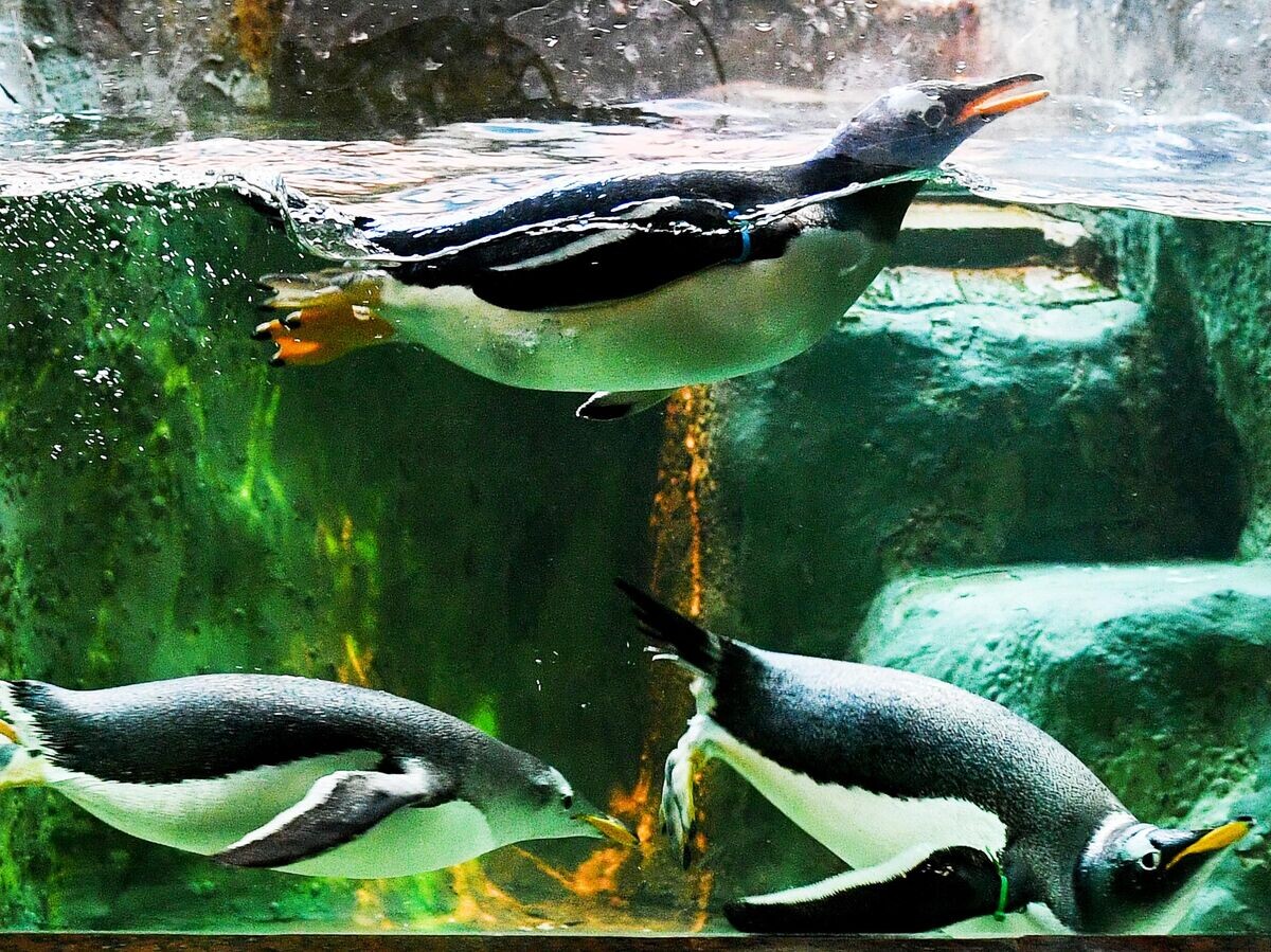    Пингвины в Московском зоопарке © РИА Новости / Александр Вильф