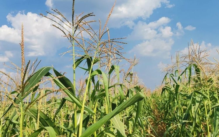    В Китае подписали крупное соглашение по семеноводству ГМО культур