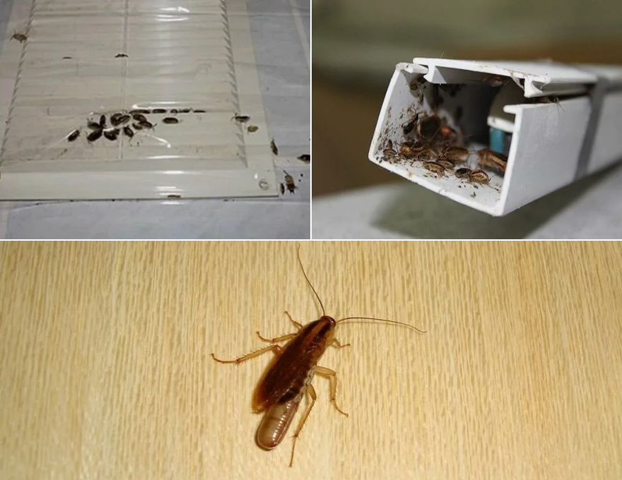 otkuda tarakany v kvartire