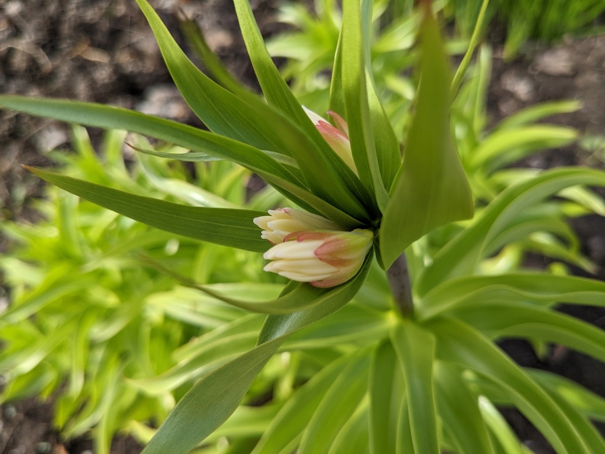 Вот такое "цветение" рябчика императорского