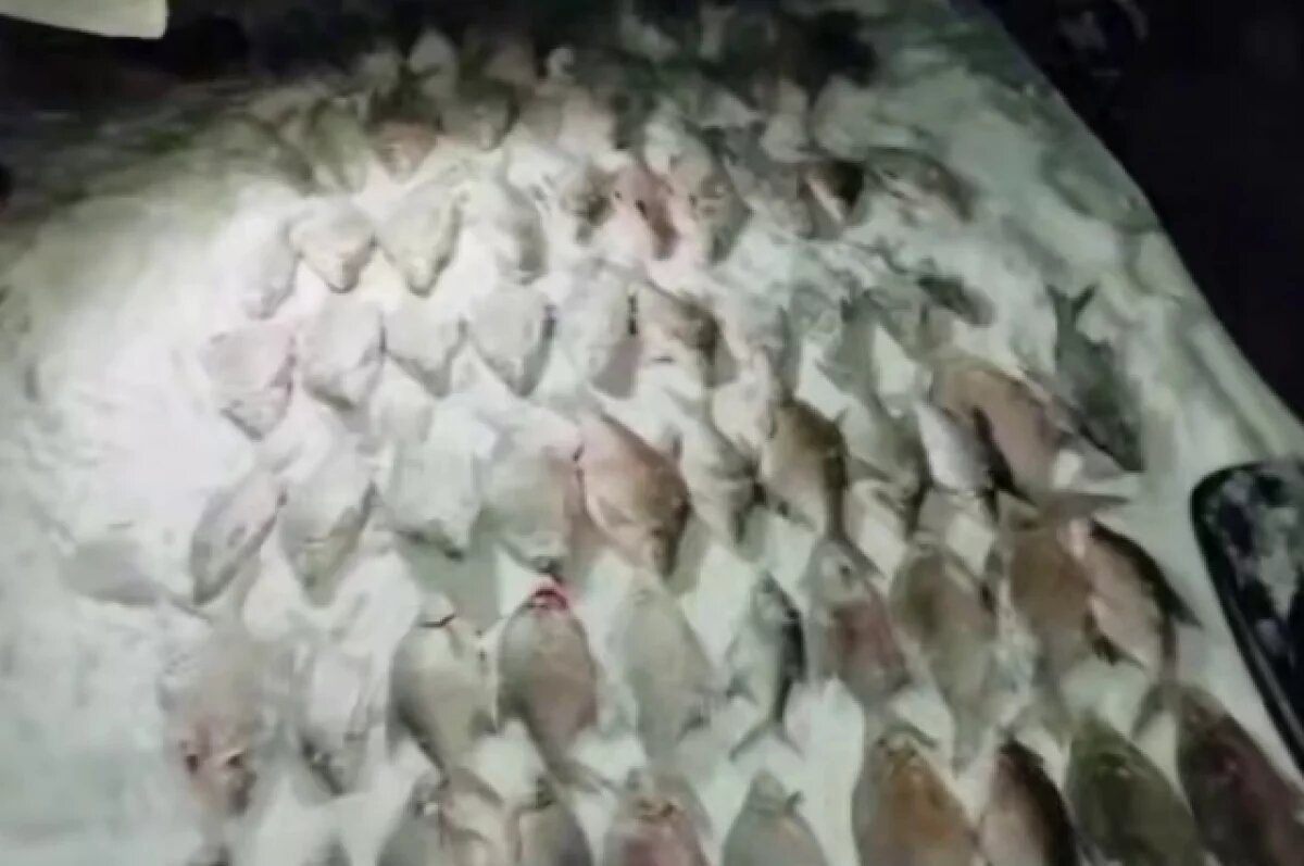    Новосибирец с помощью сетей незаконно выловил 120 экземпляров рыб