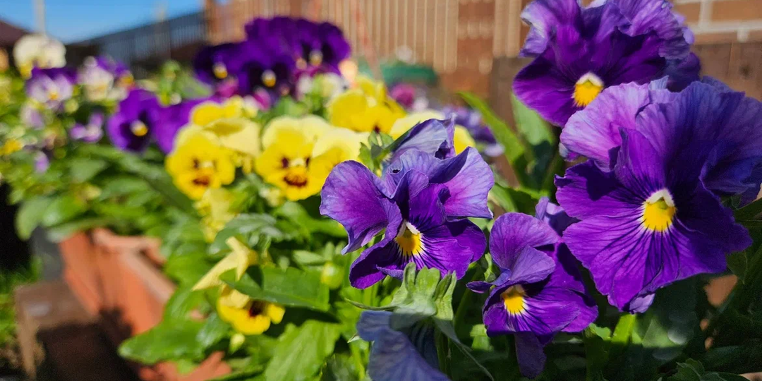 Зимний посев — залог успеха: 7 цветов, которые пора сеять в январе для раннего и пышного цветения