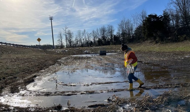    Миссия рогоза в исправлении солевого загрязнения от зимней городской посыпки