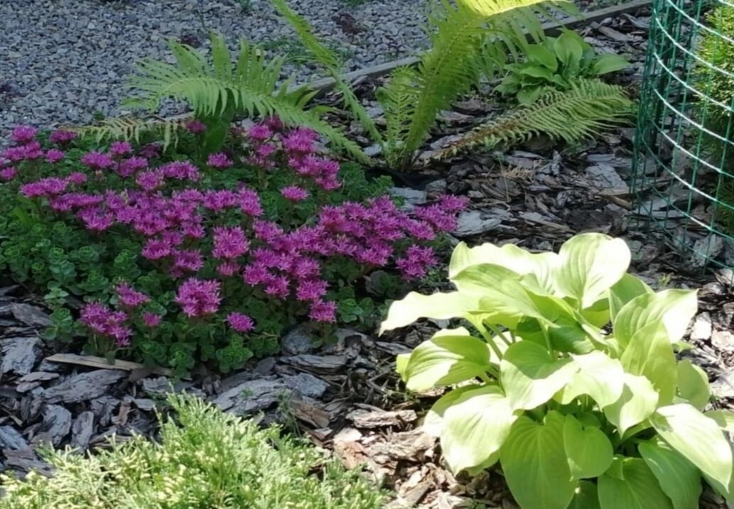 Очиток в миксбордере.