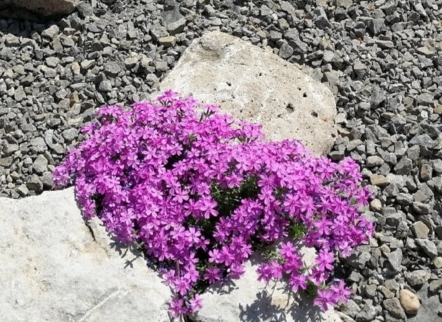 Флокс шиловидный в рокарии.