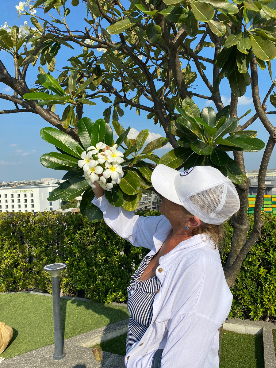 Плюмерия в Бангкоке