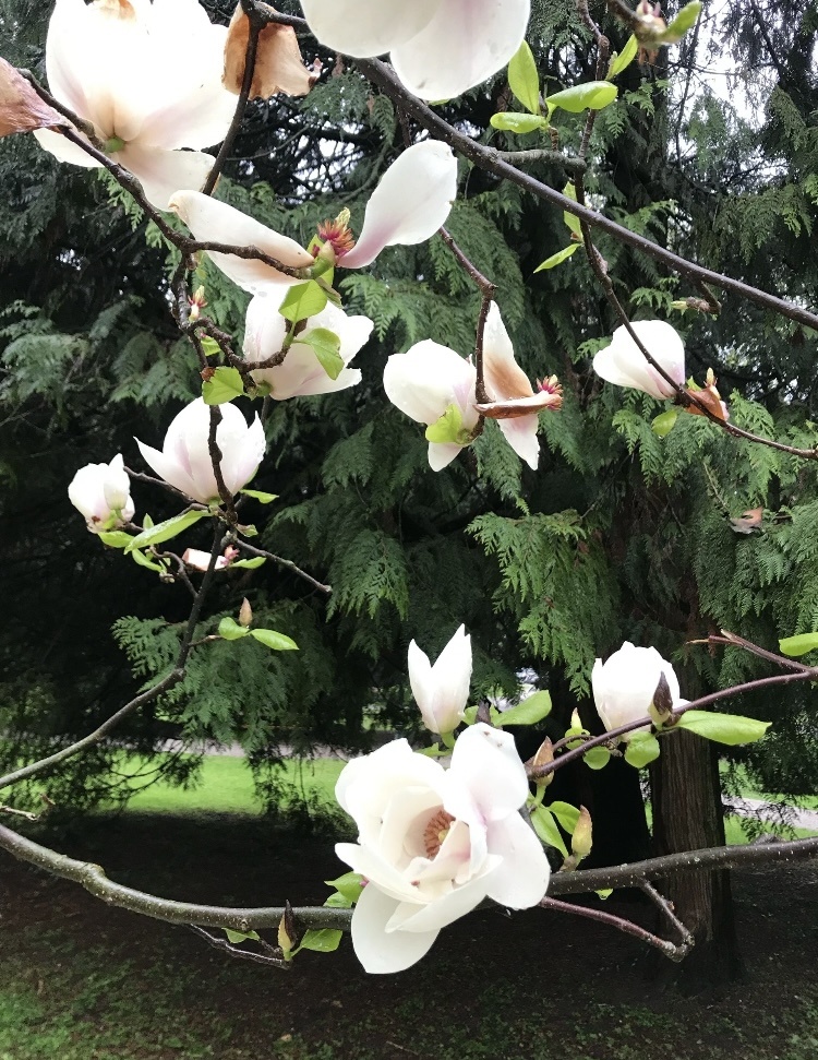 Магнолия белая