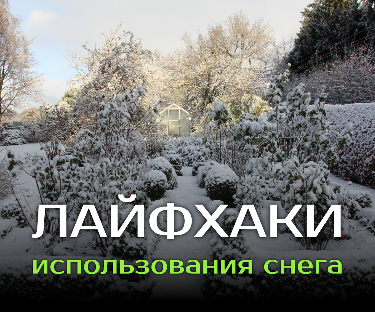 Использование снега в саду