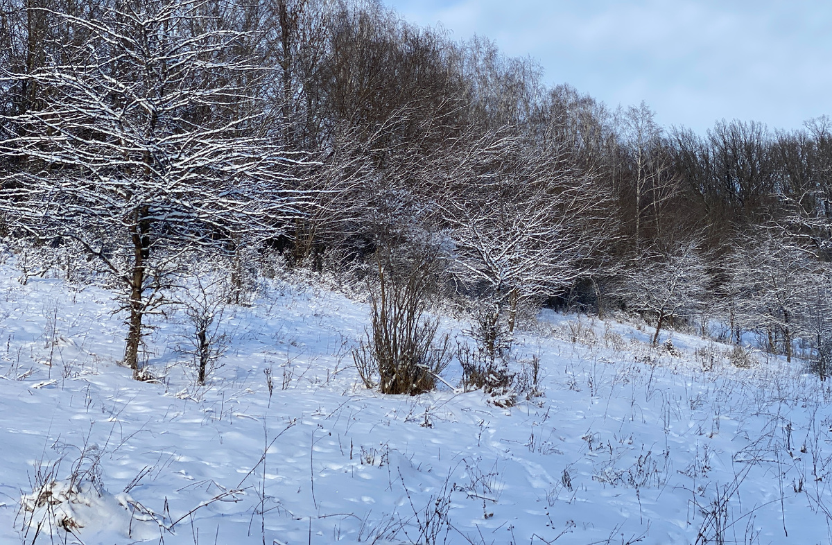 Если бы на этом фоне ещё и зверёк какой-нибудь появился...