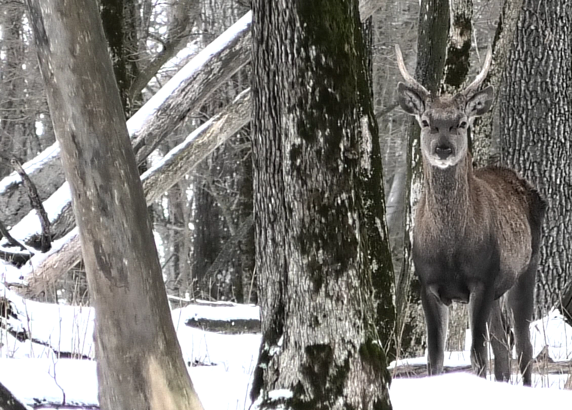 Олень сомневается