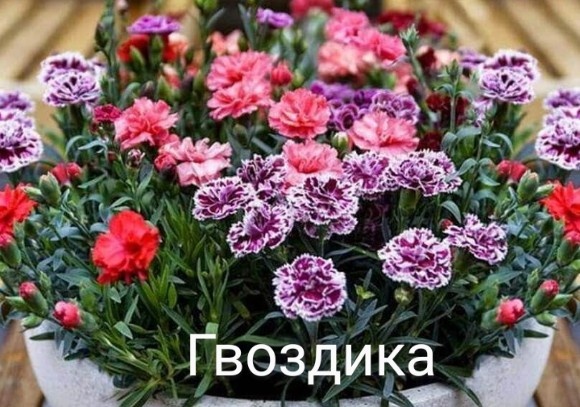 Гвоздика многолетняя. Уход , выращивание, размножение.