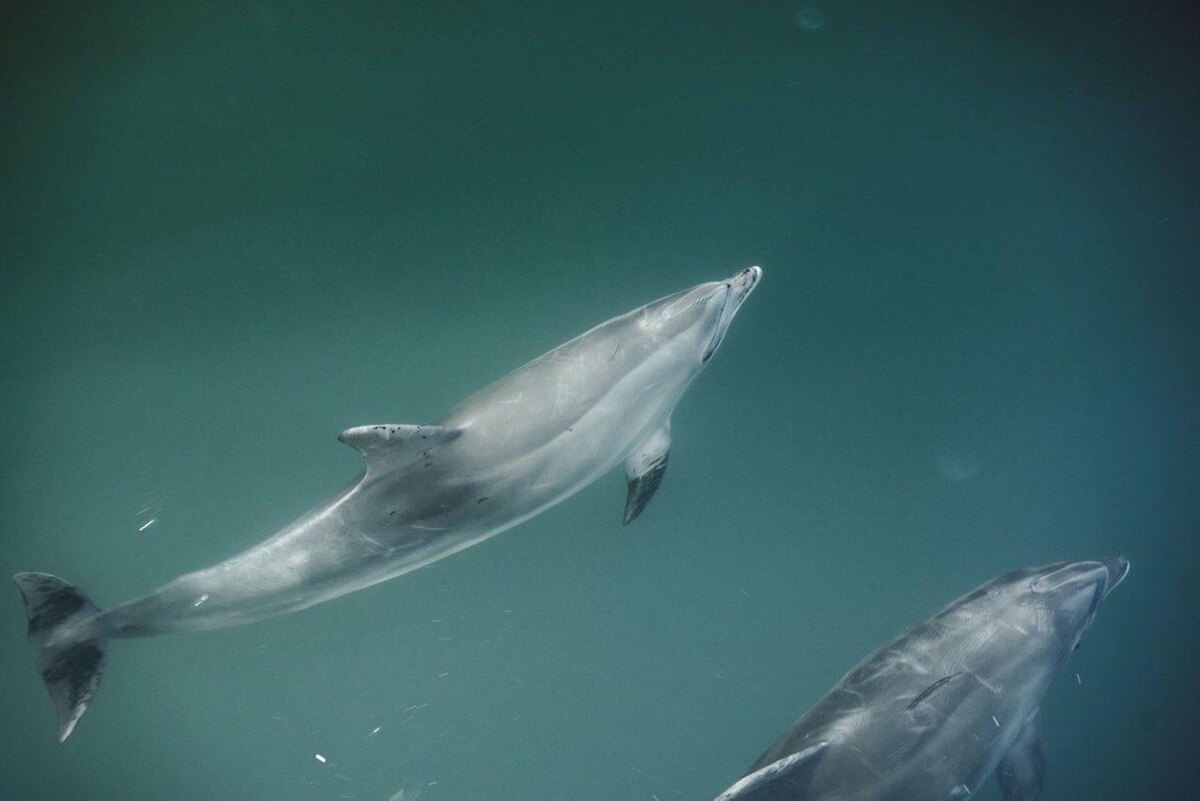Дельфины с пятнами мазута на хвостах и плавниках. Максим Тарасов @t_a.r_o