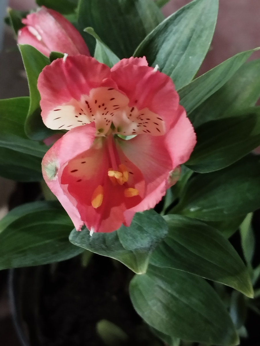 Первые соцветия. 