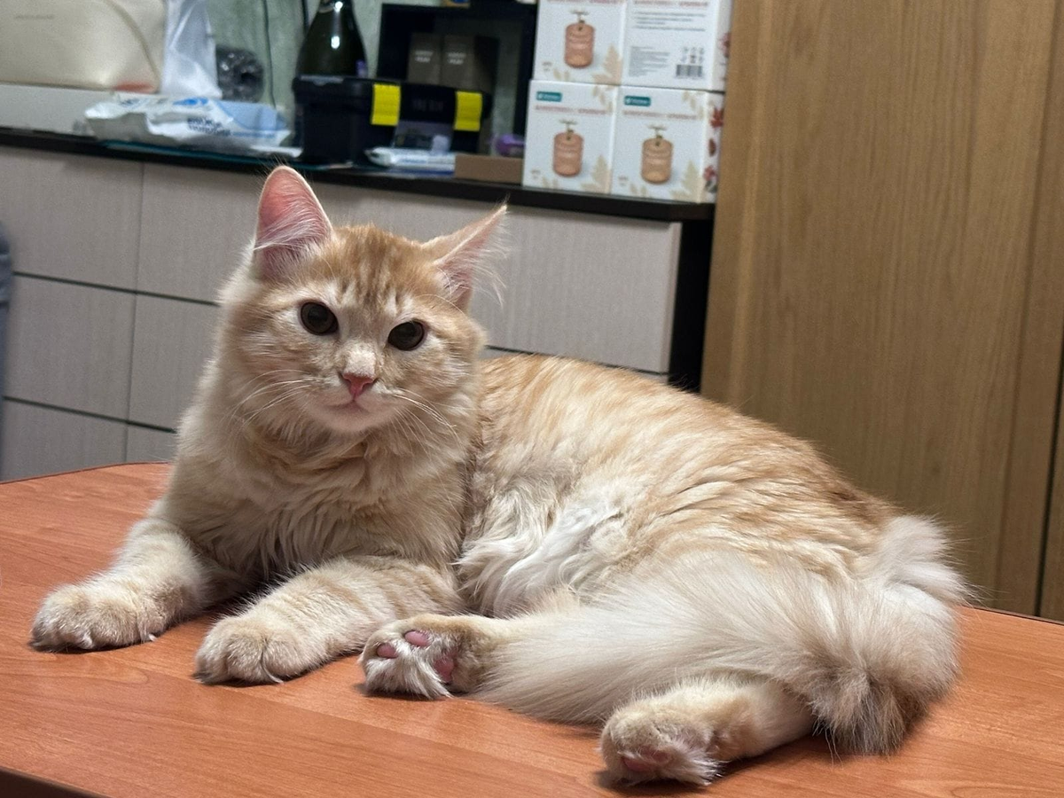 Симба – кошачий лев в отдельной квартире.